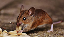 squirrel-control Experts in Northvale